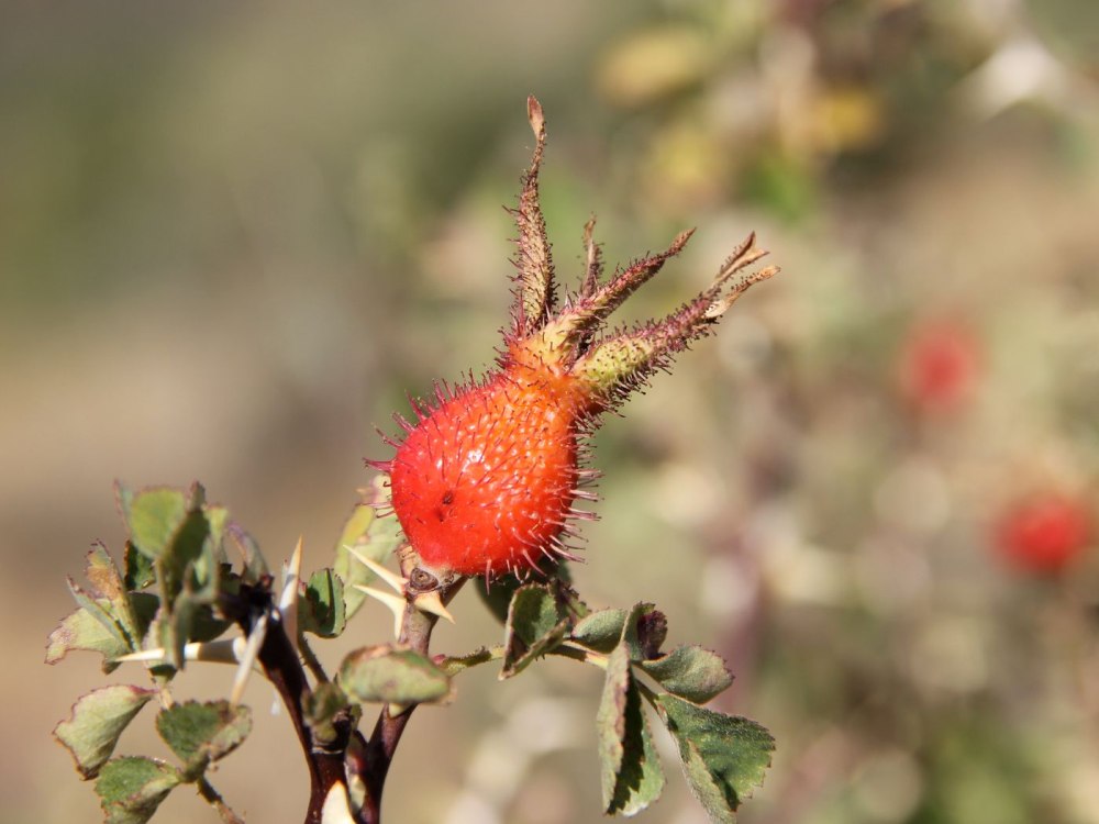 Rosa fedtschenkoana