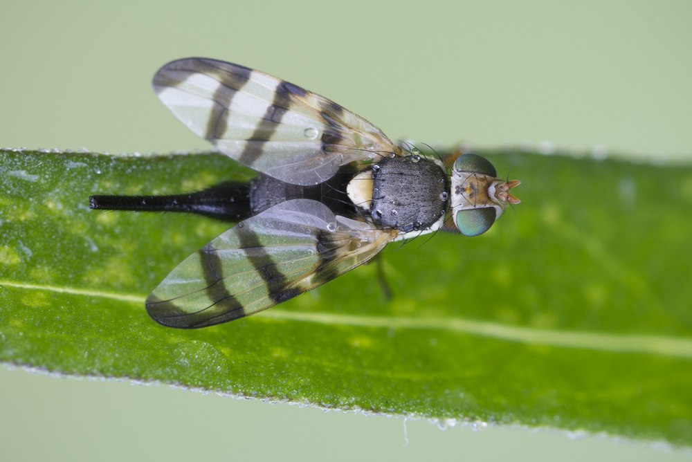 Rhagoletis pomonella