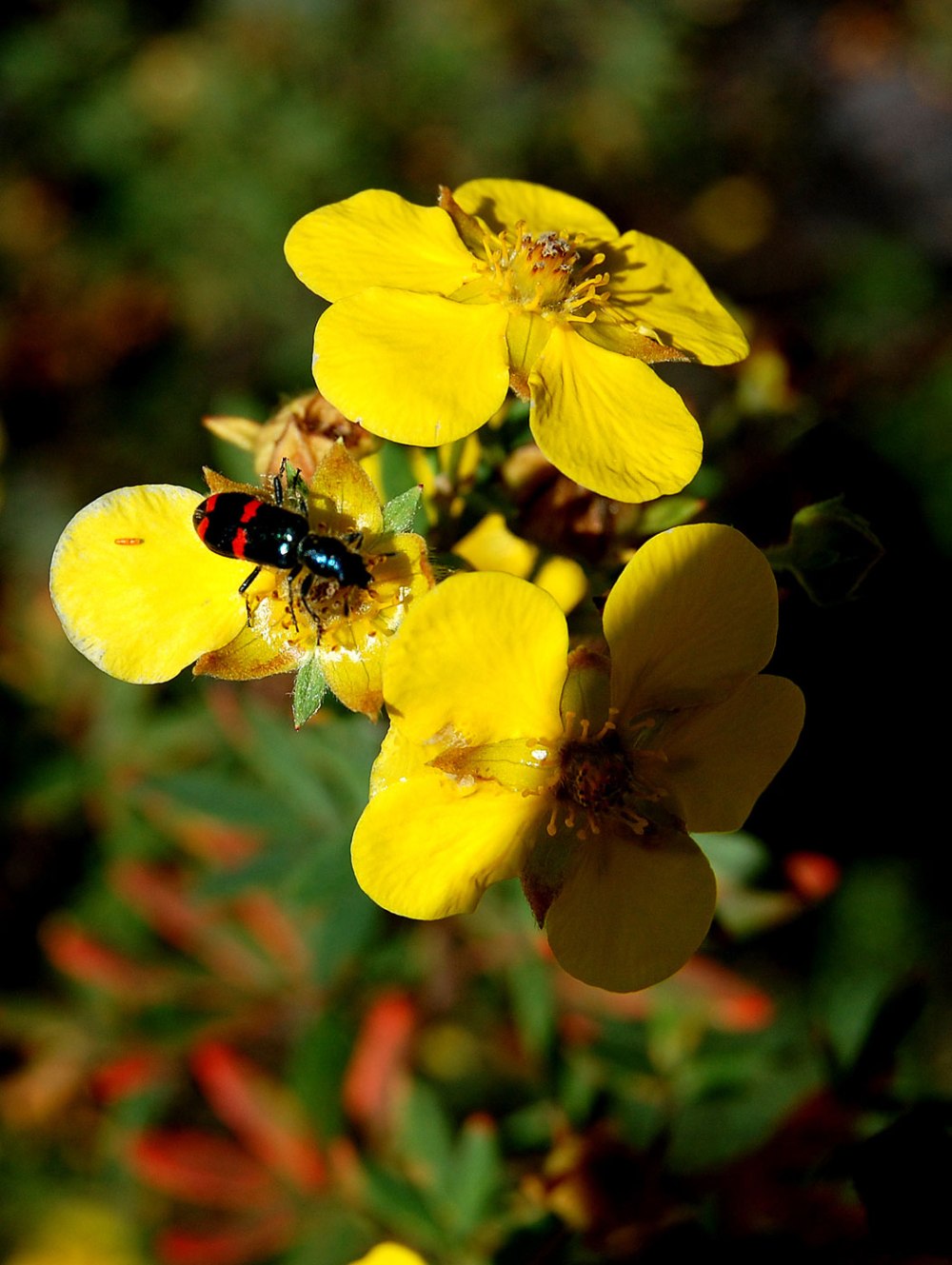 Растение dasiphora floribunda фото