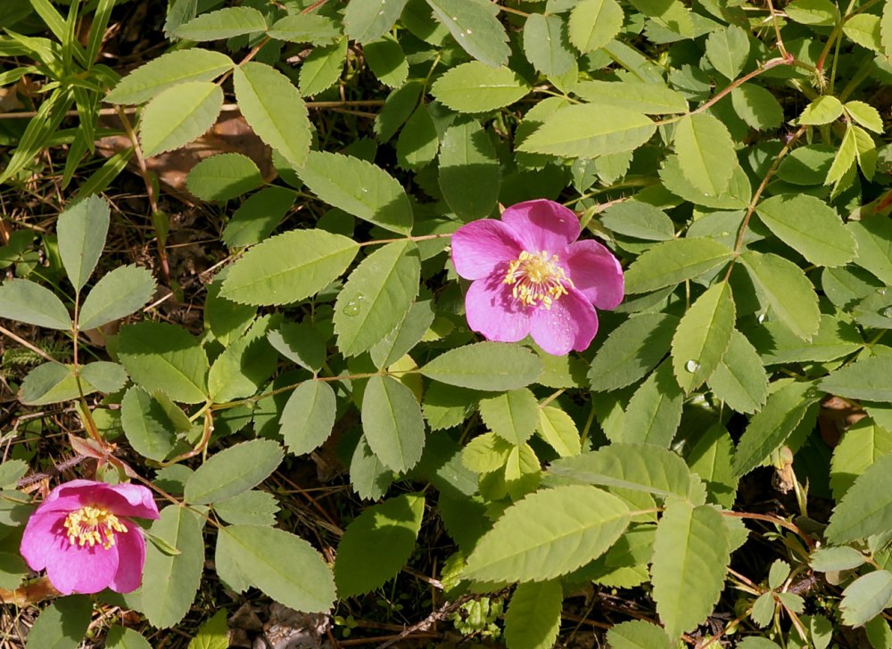 Rosa acicularis