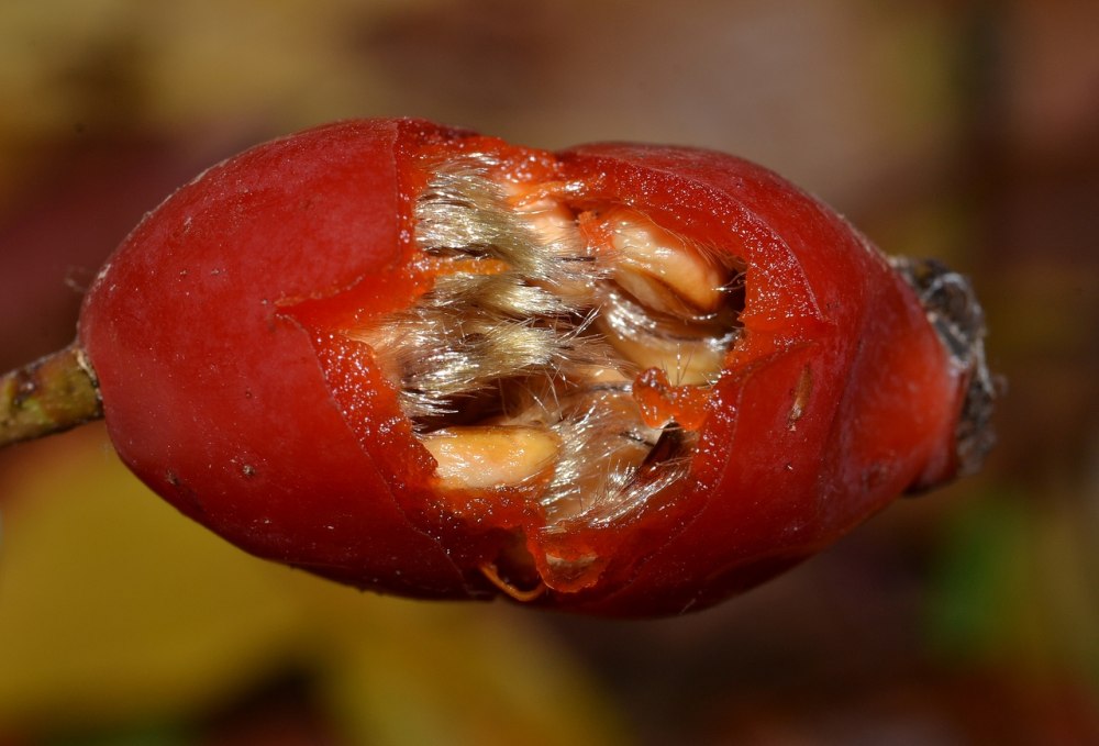 Megastigmus pistaciae