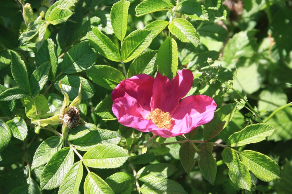 Шиповник (роза Даурская)