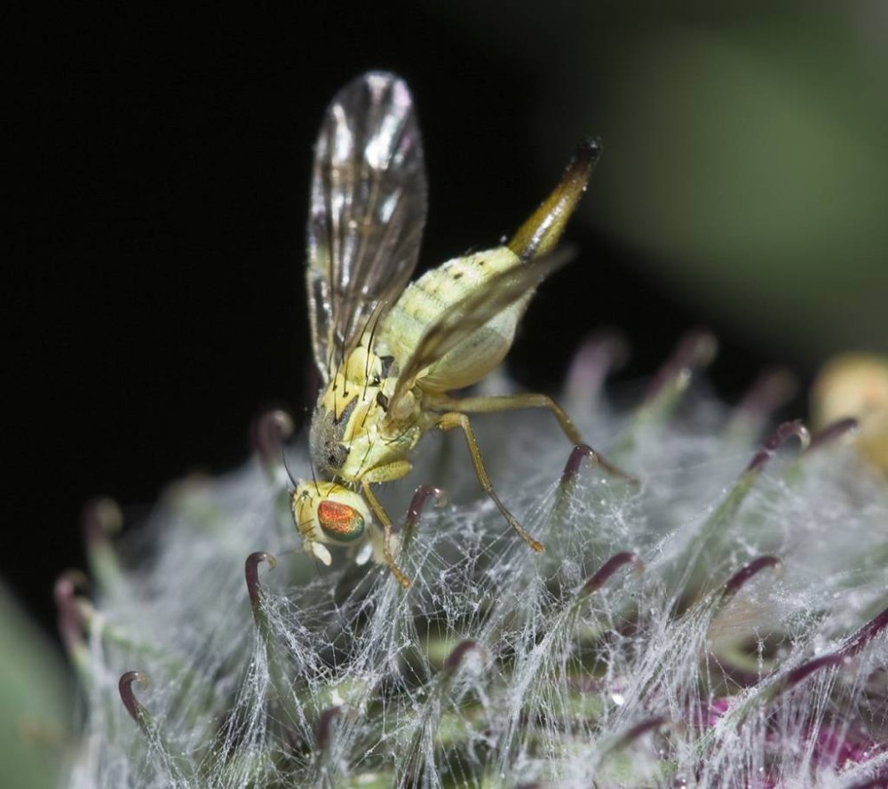 Strauzia longipennis
