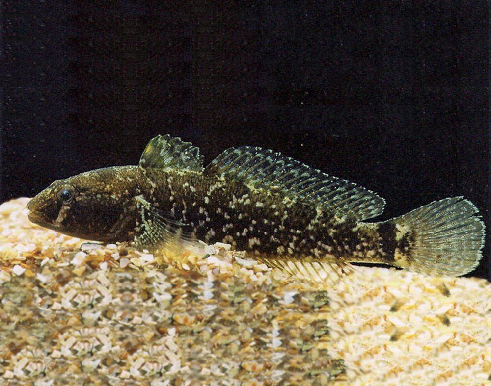 Вид (scorpaenichthys marmoratus)