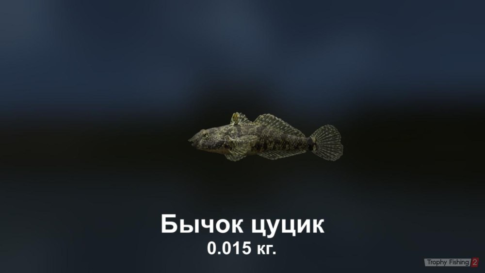 Бычок-цуцик в аквариуме