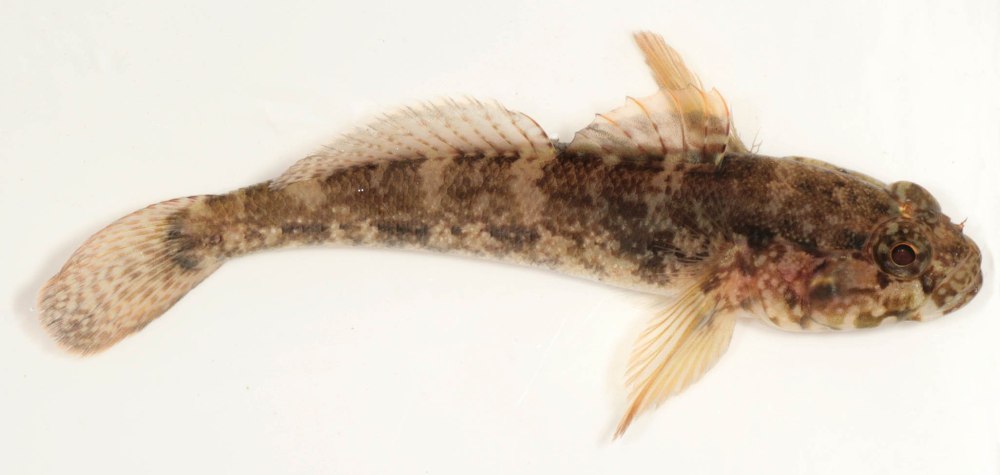 Gobius paganellus