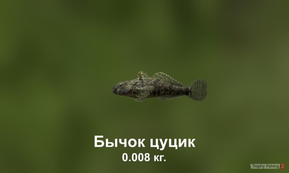 Бычок цуцик фото