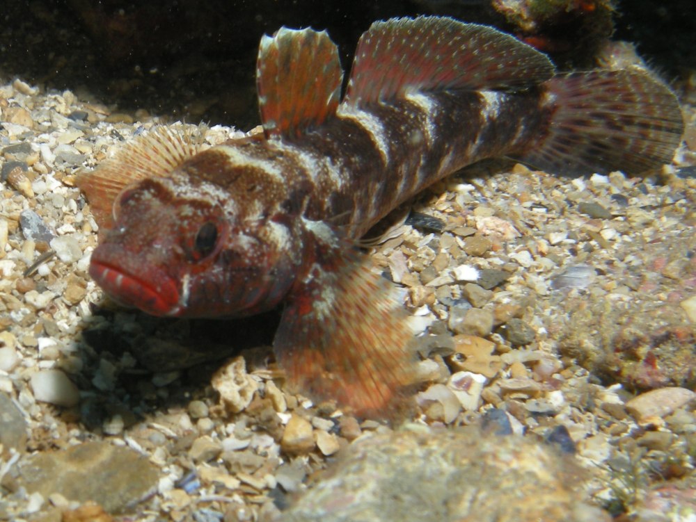 Gobius cruentatus