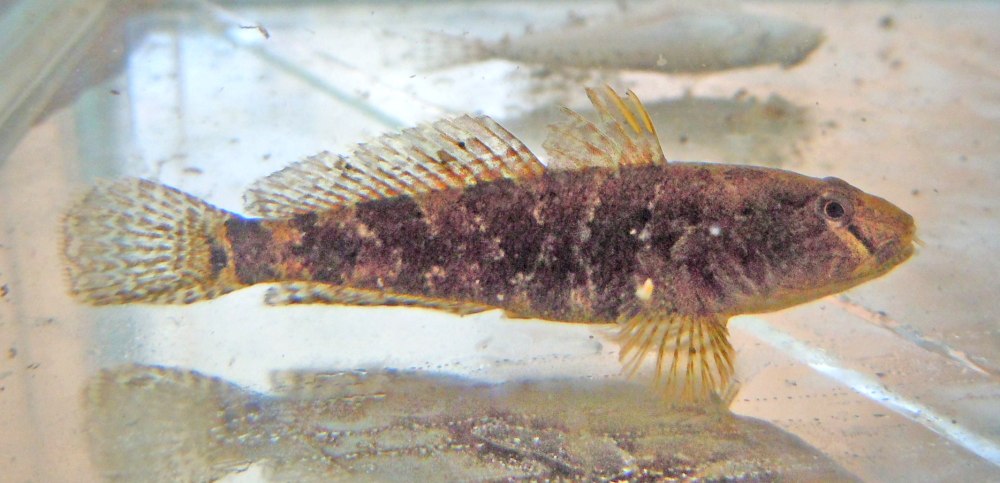 Proterorhinus semilunaris