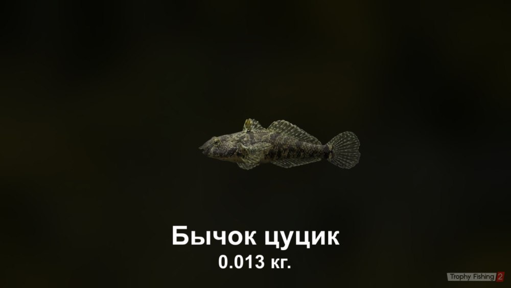 Бычок цуцик World of Fishers