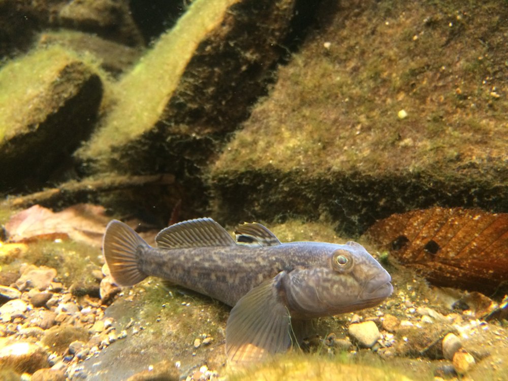 Neogobius melanostomus