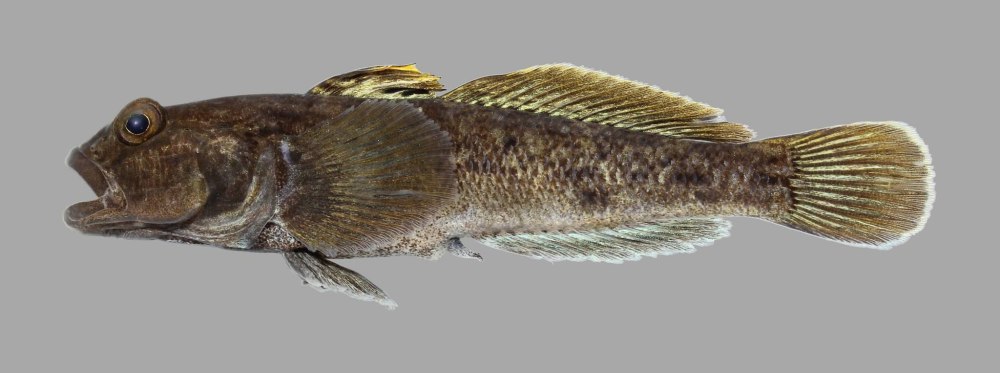 Бычок-кругляк (Neogobius melanostomus)