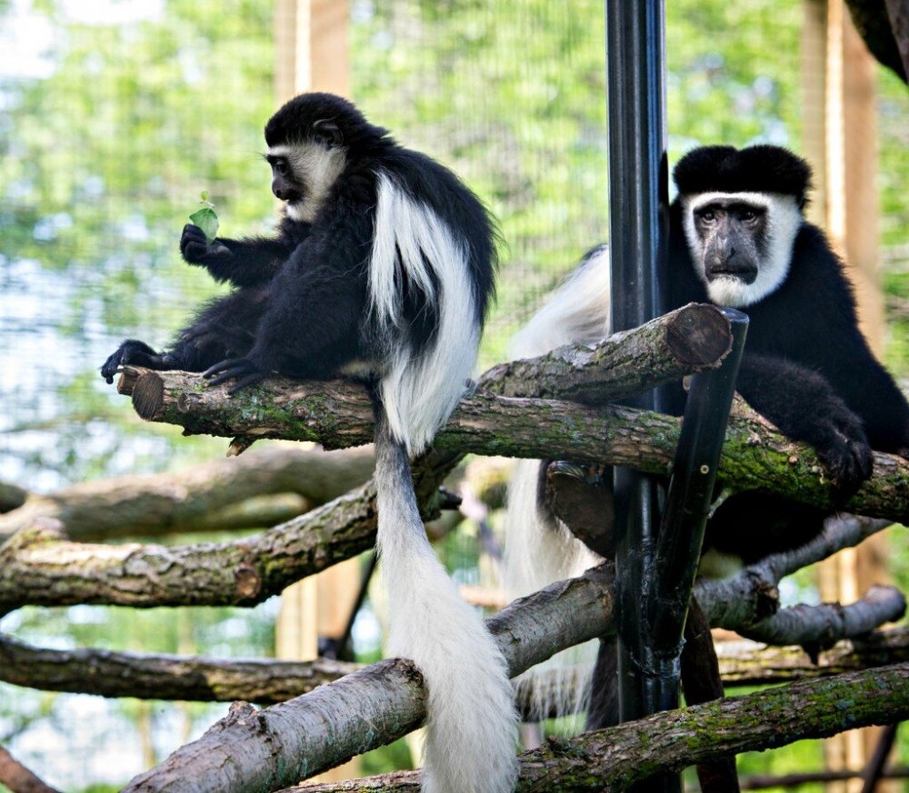 Королевский колобус