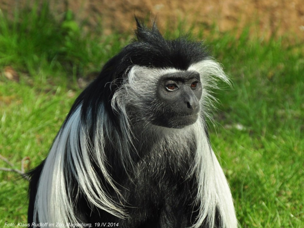 Colobus angolensis