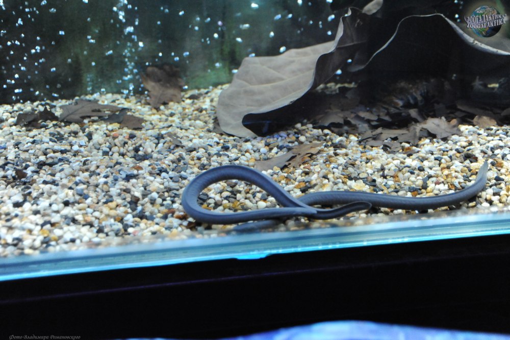 Typhlonectes Natans