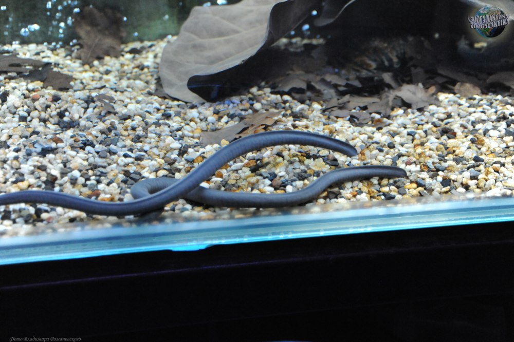 Typhlonectes Natans