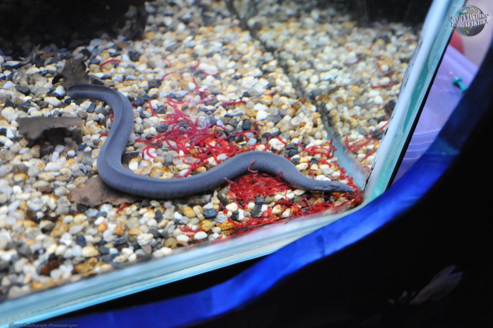 Typhlonectes Natans