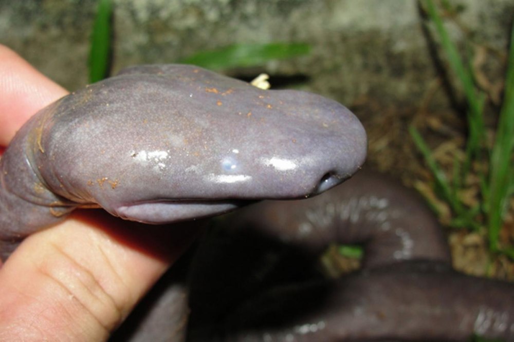 Безногие земноводные Atretochoana eiselti