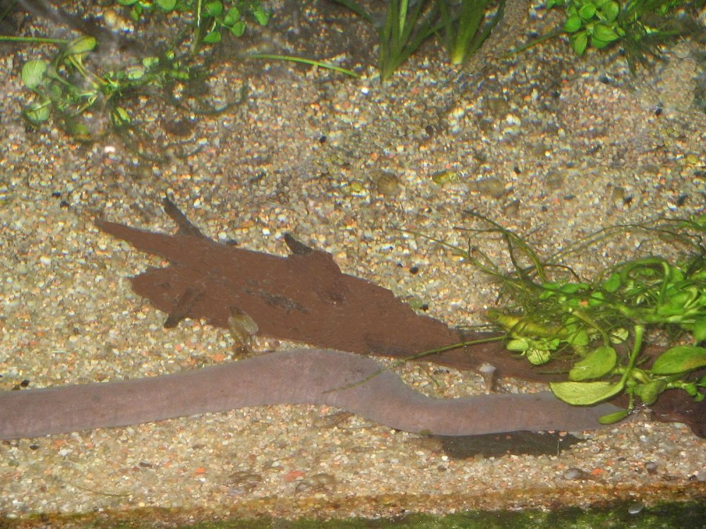 Typhlonectes compressicauda