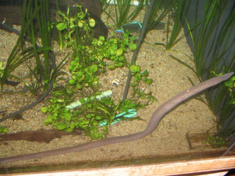 Typhlonectes Natans