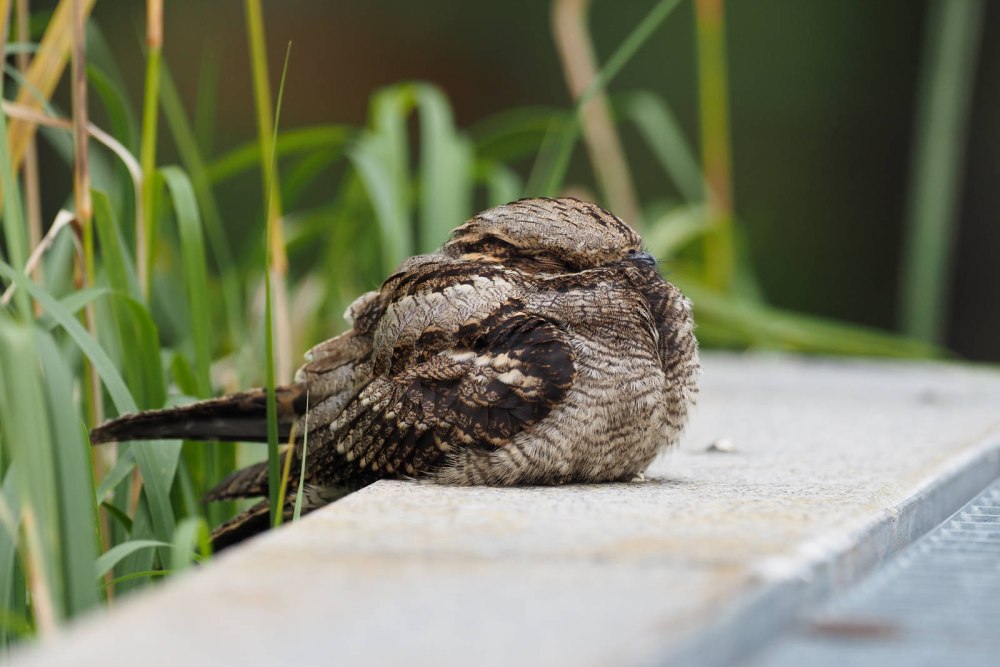 Caprimulgus fossii