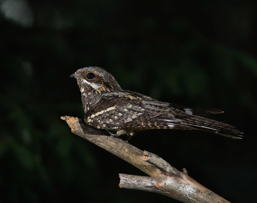 Обыкновенный козодой (Caprimulgus europaeus)