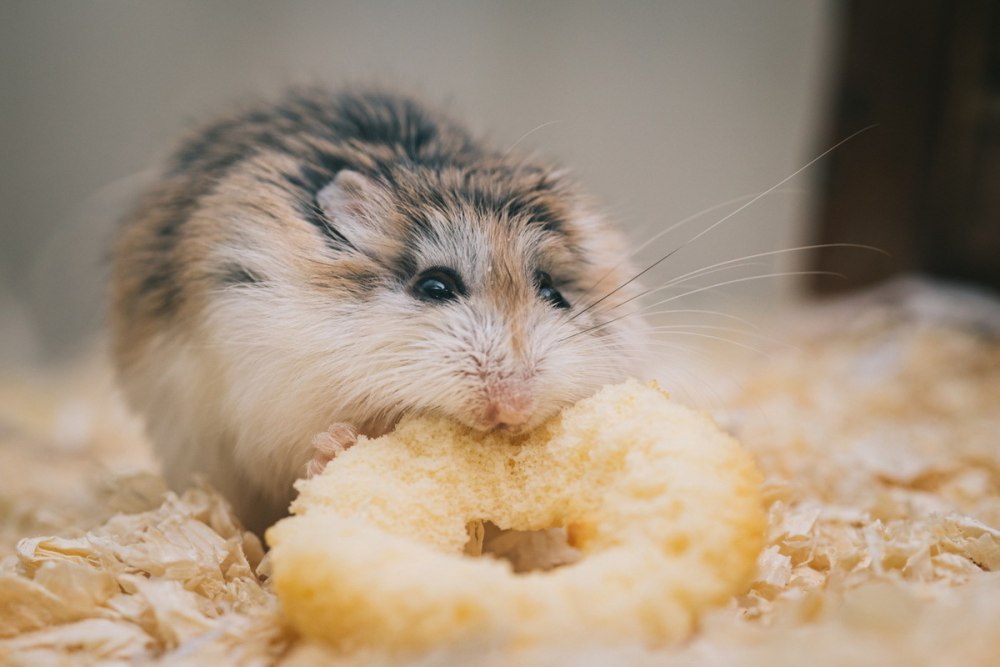 Агрессивный хомячок