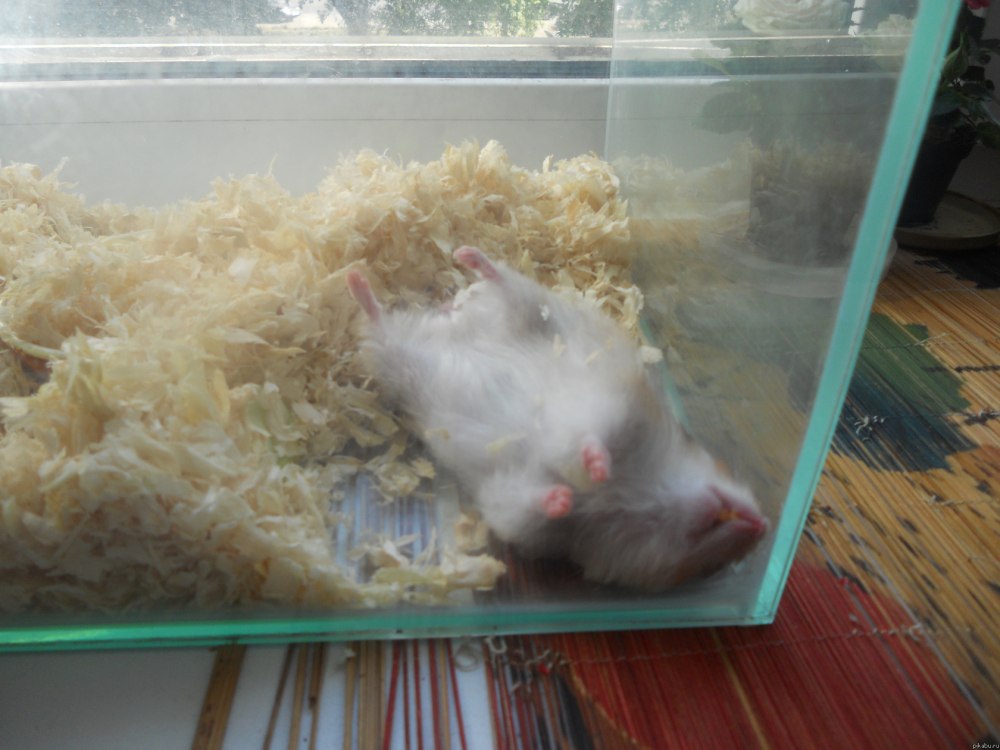 Мертвый хомяк джунгарик