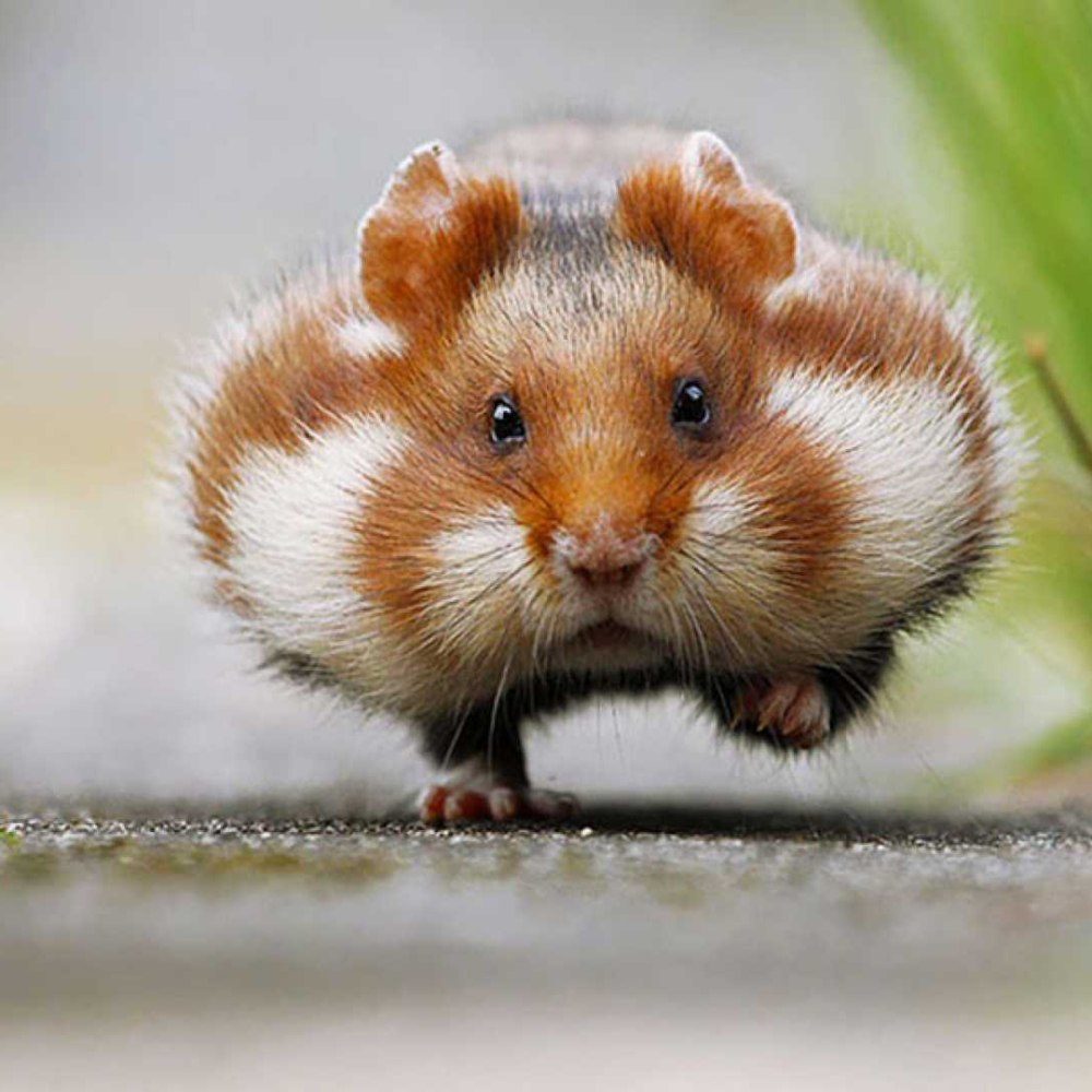 Несуществующие животные