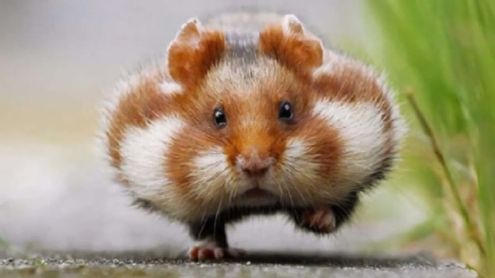 Хомяк щекастый