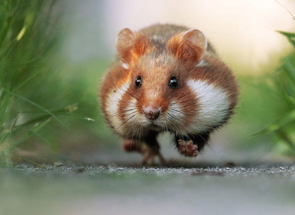 Задумчивый хомяк