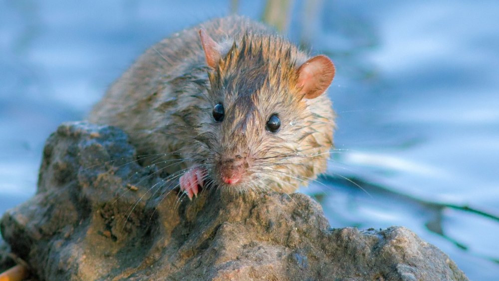 Водяная полёвка