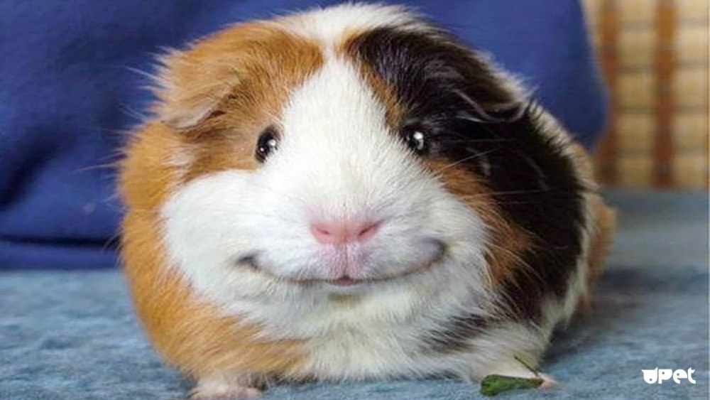 Абщхда Мем морская Свинка