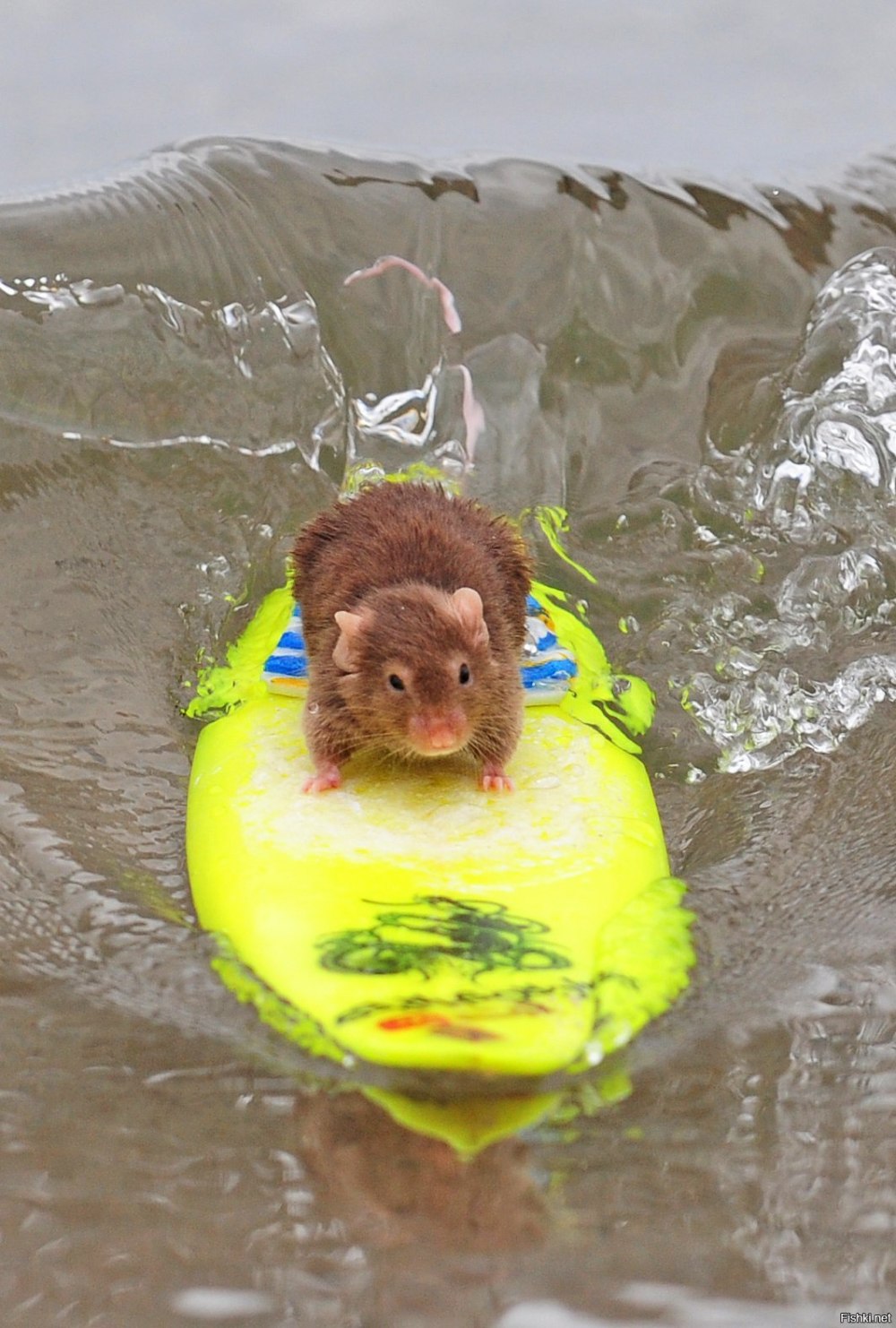 Мышонок плавает