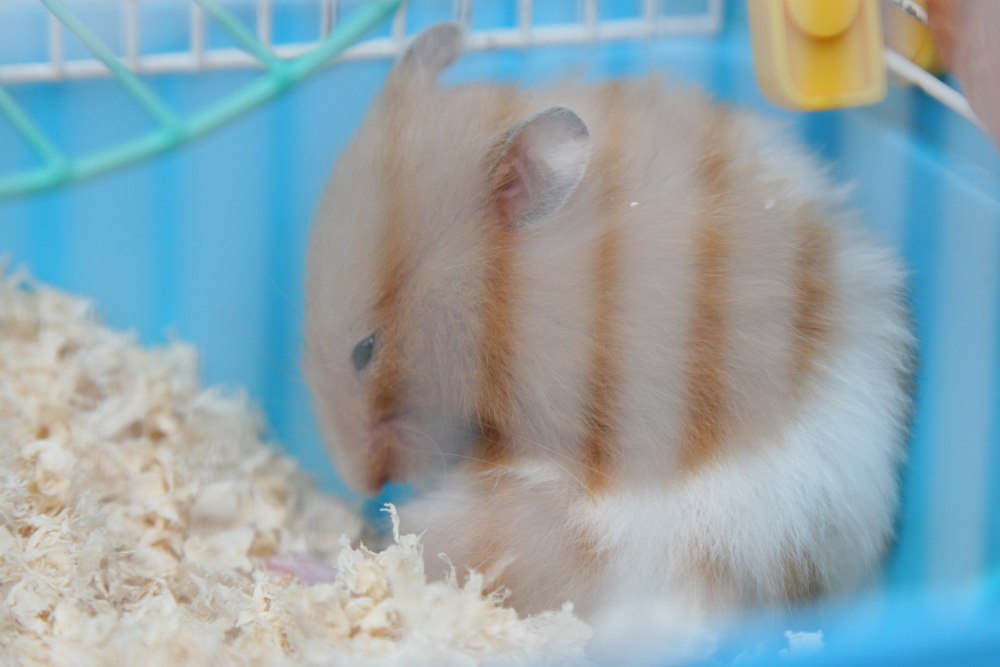 Хомяк годы жизни