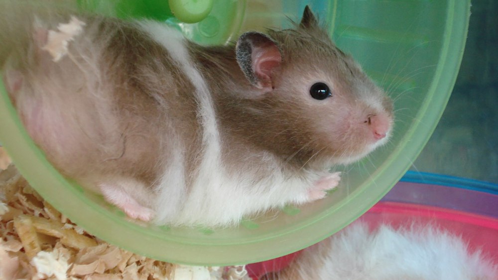 Хомячки в домашних условиях
