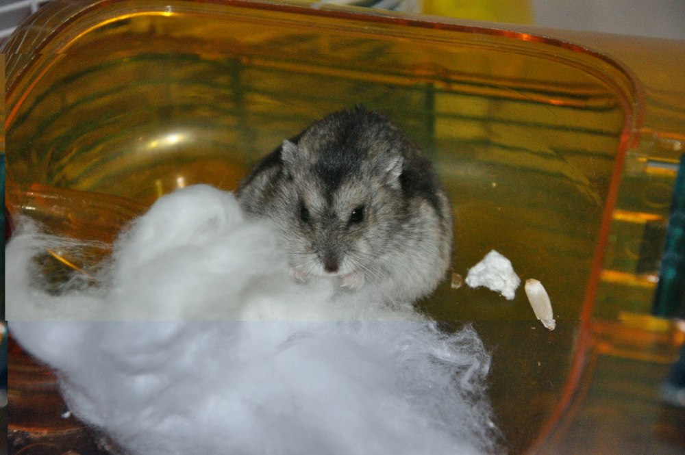 Вата для хомяка