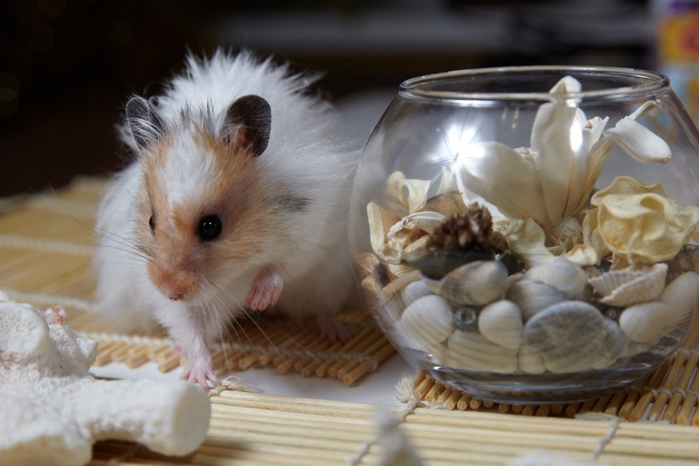 Хомячок Ньютона