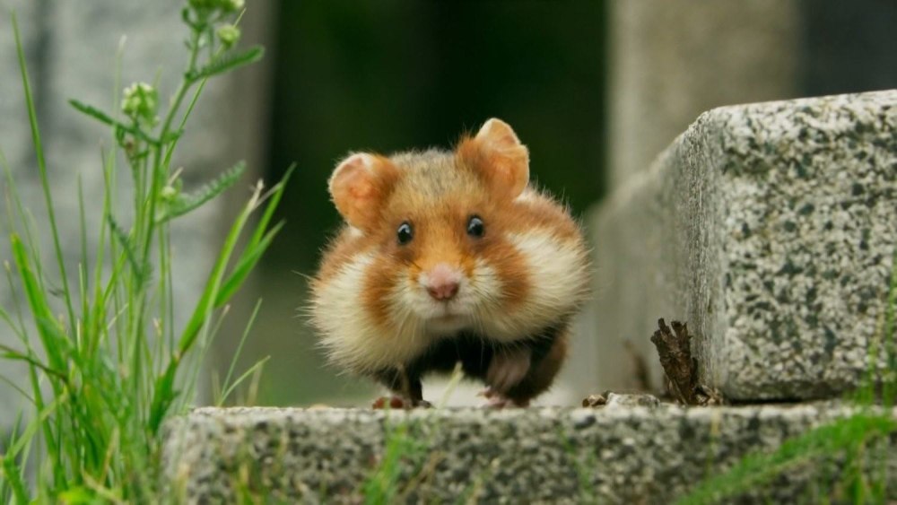 Хомяки Тини Тайс