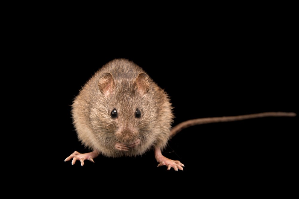 Болотный рисовый хомяк