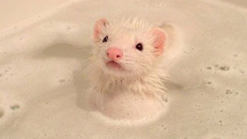 Мышь купается