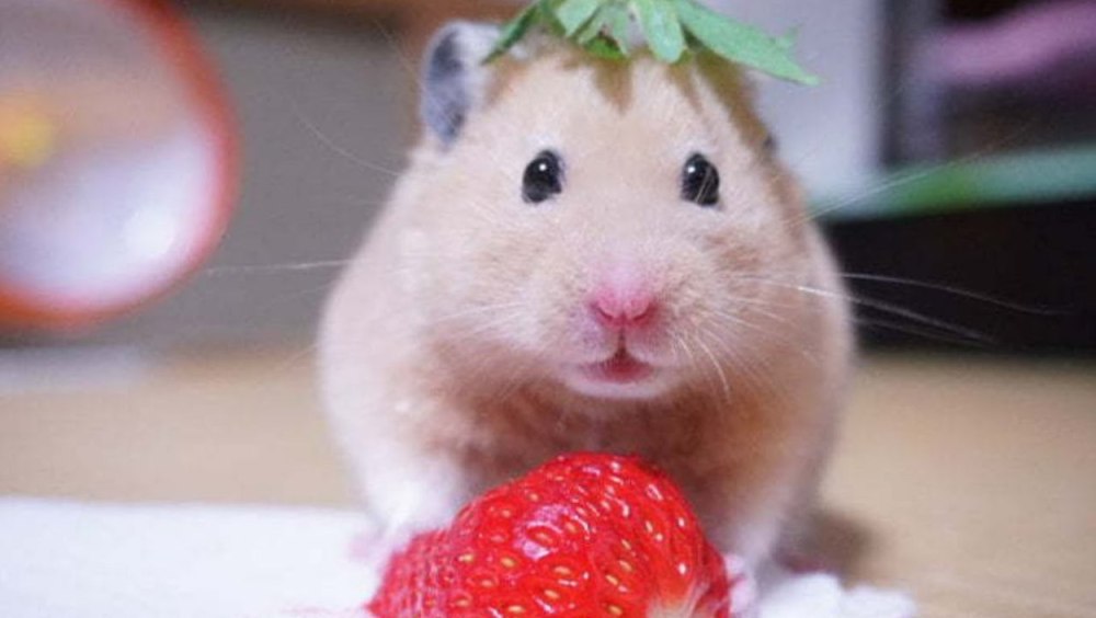 Веселый хомяк блогер