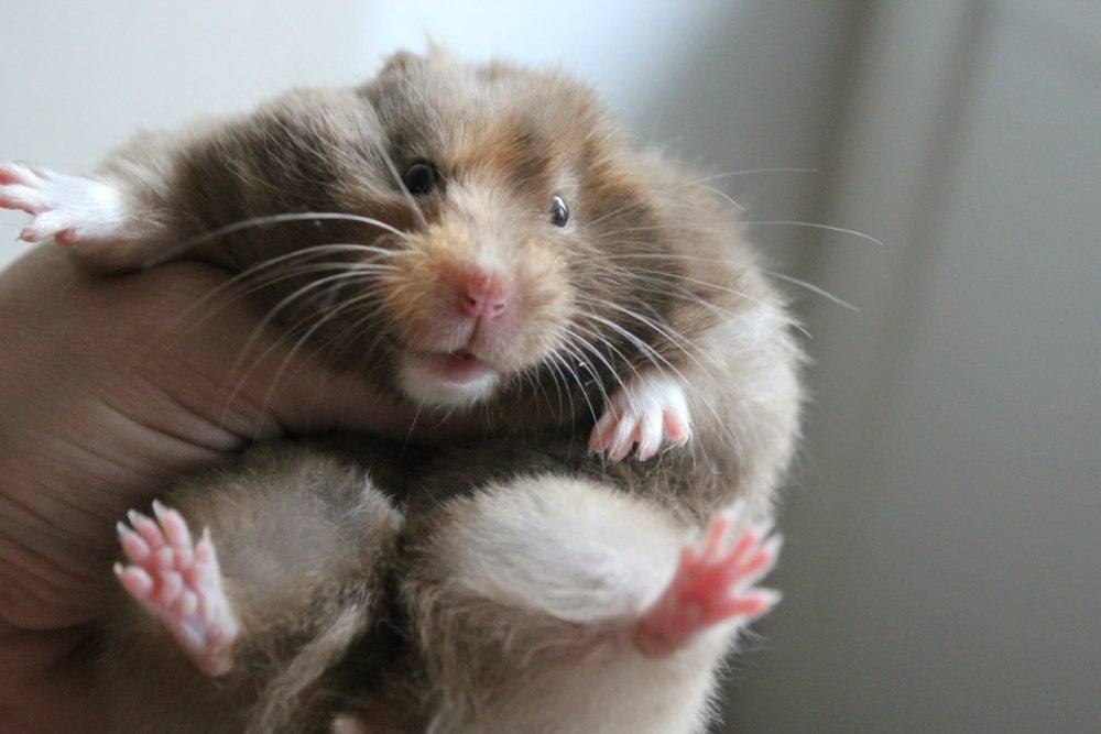 Хомяки в Великобритании