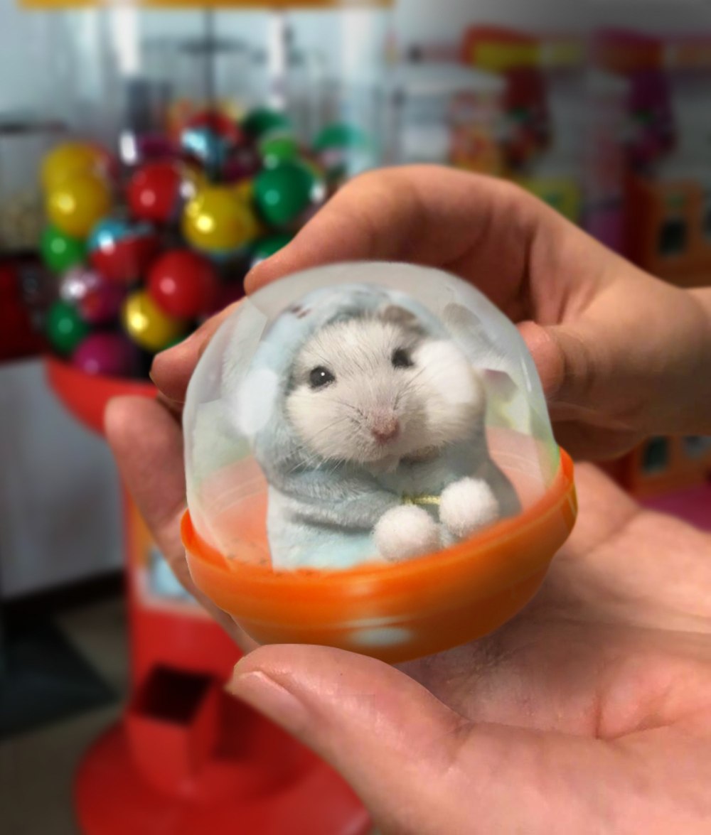 Милые хомяки в одежде