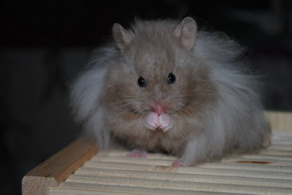 Сирийский ангорский хомяк