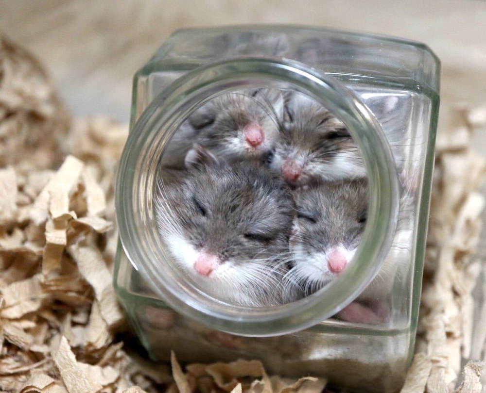 Хомячок в банке