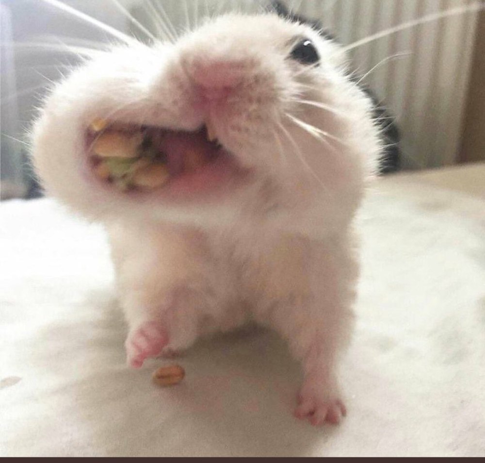 Хомяк с большими щеками