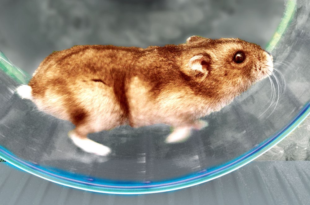 Ночной хомяк