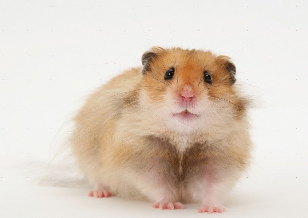 Сирийский хомяк длинношерстный