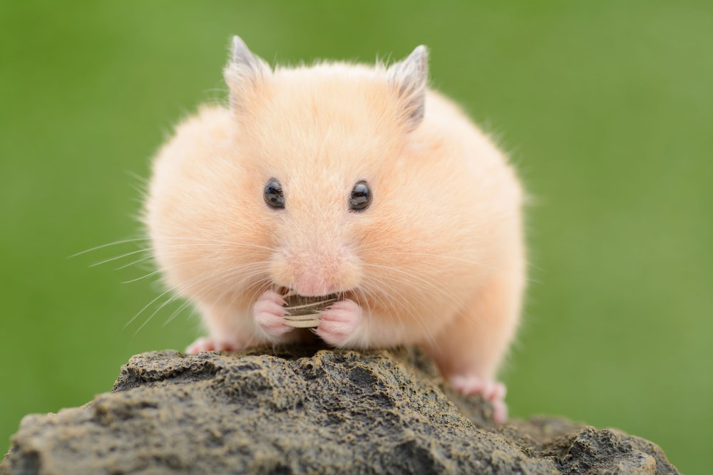 Толстые хомяки